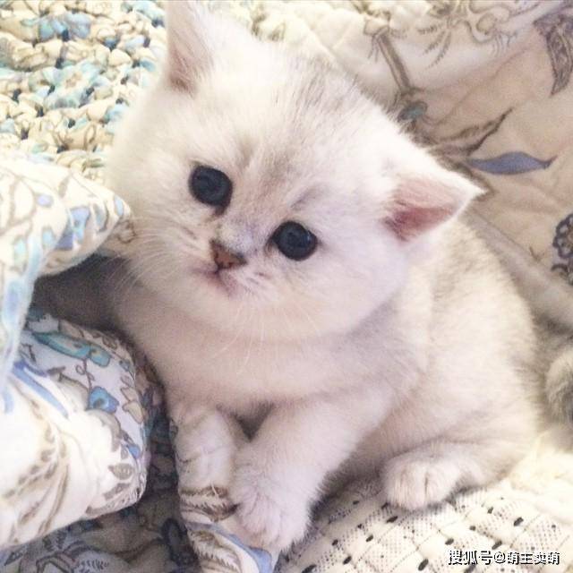 托运狗狗安全吗?